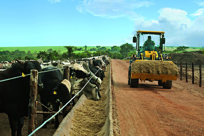 Cargadora de ruedas SDLG LG918, transportando alimento para ganado en un camino de tierra, mientras el ganado se alimenta al costado.