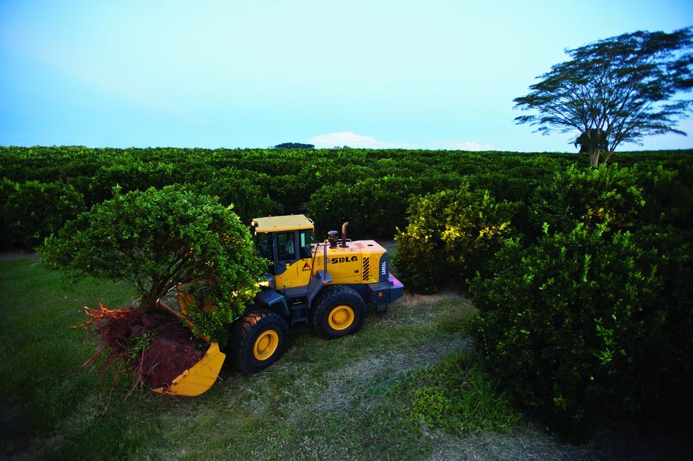 Cargadora SDLG que transporta un árbol y tierra en medio de una plantación verde