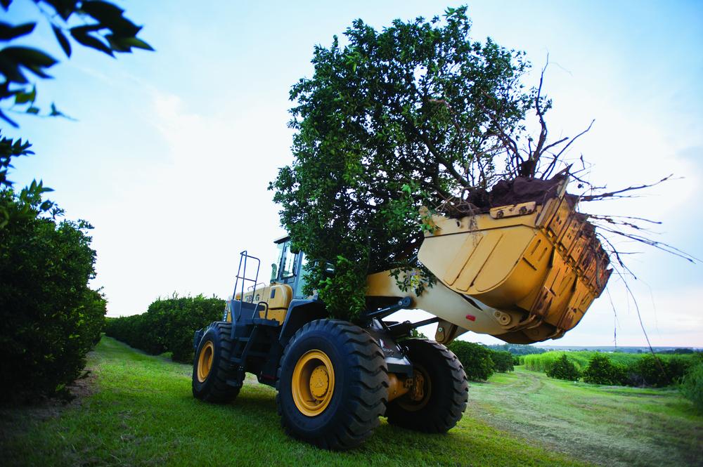 Cargadora SDLG que transporta un árbol y tierra en medio de una plantación verde